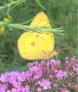 A Basking Butterfly